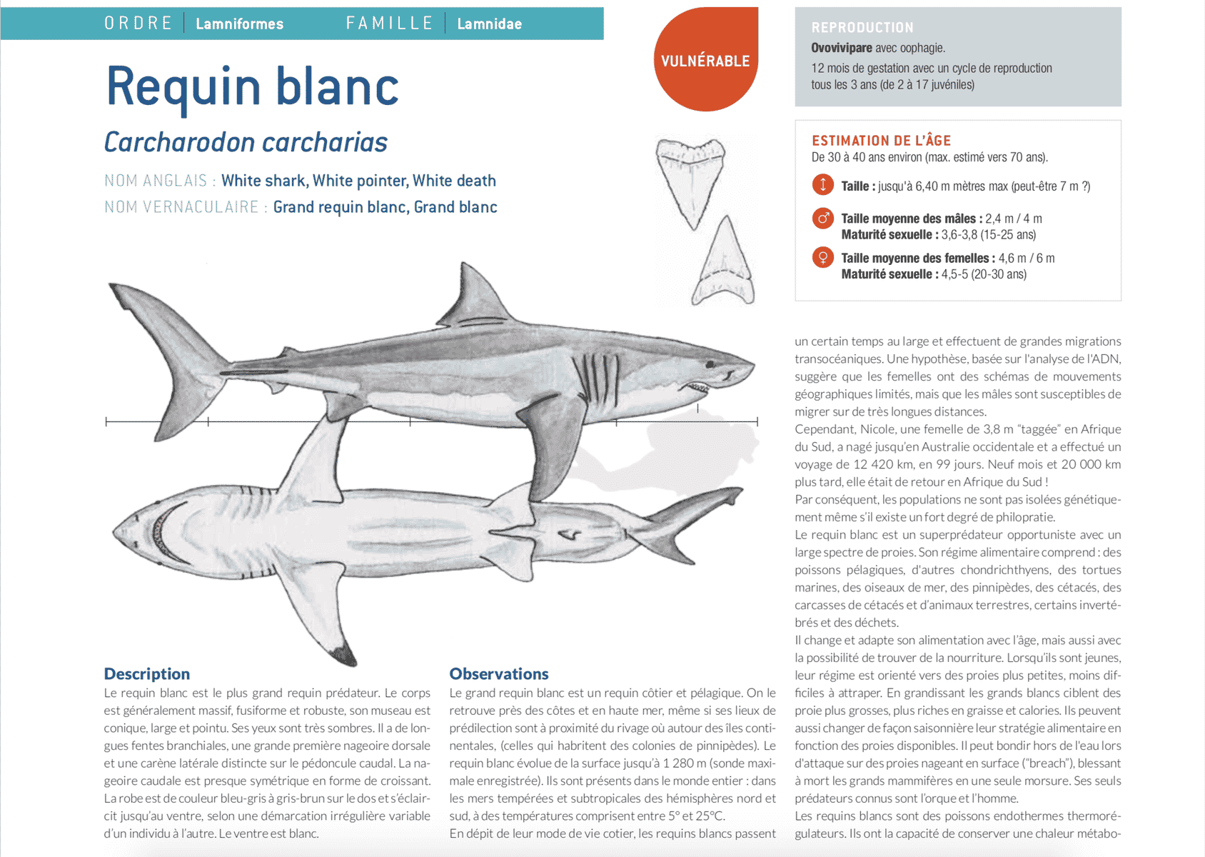 fiche requin blanc white shark