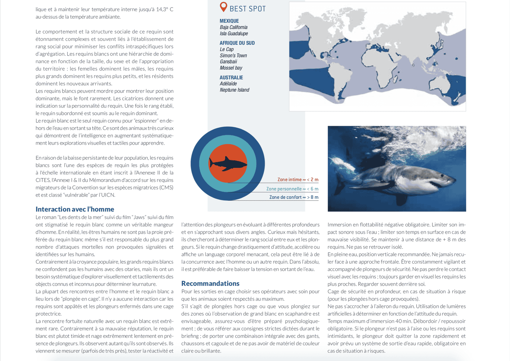 fiche requin blanc best spot