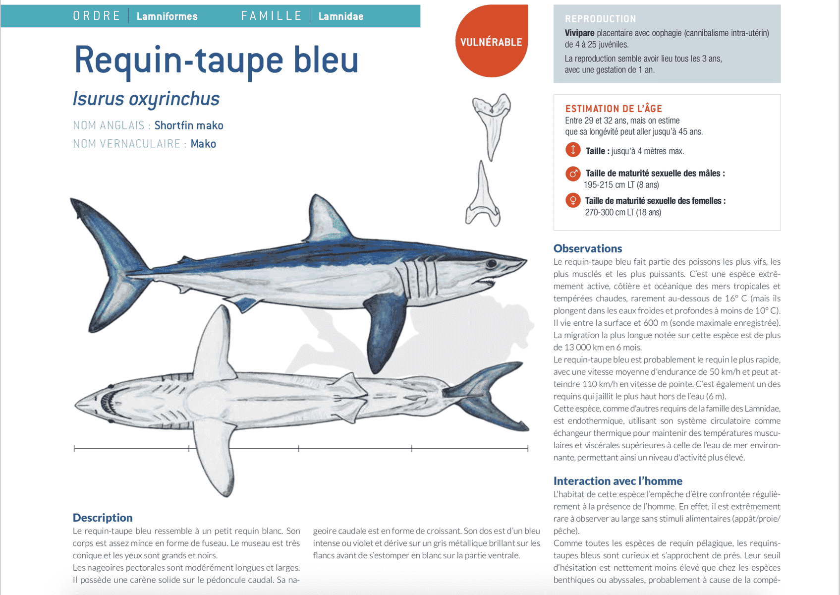 fiche requin taupe isurus oxyrinchus