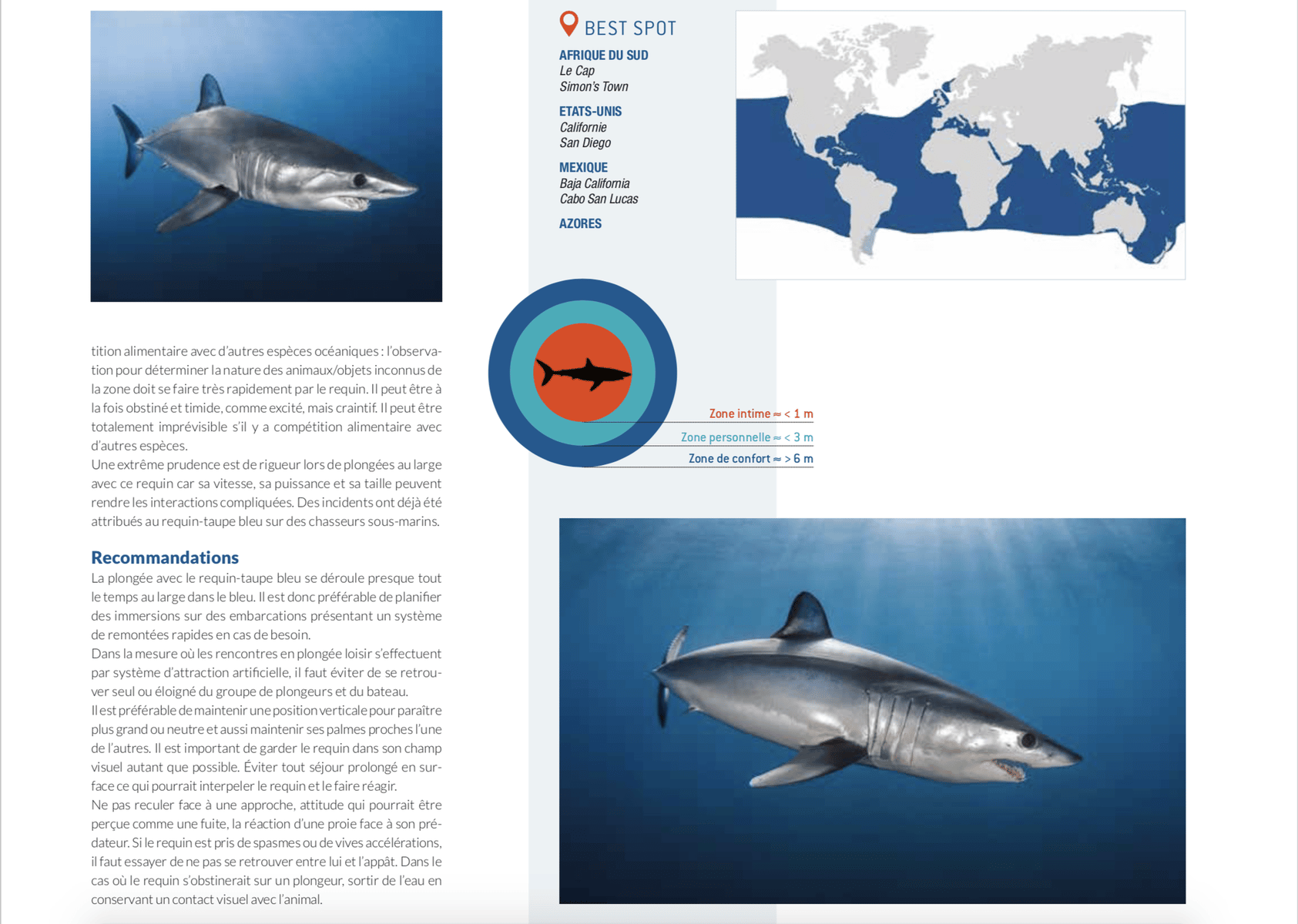 fiche requin taupe best spot