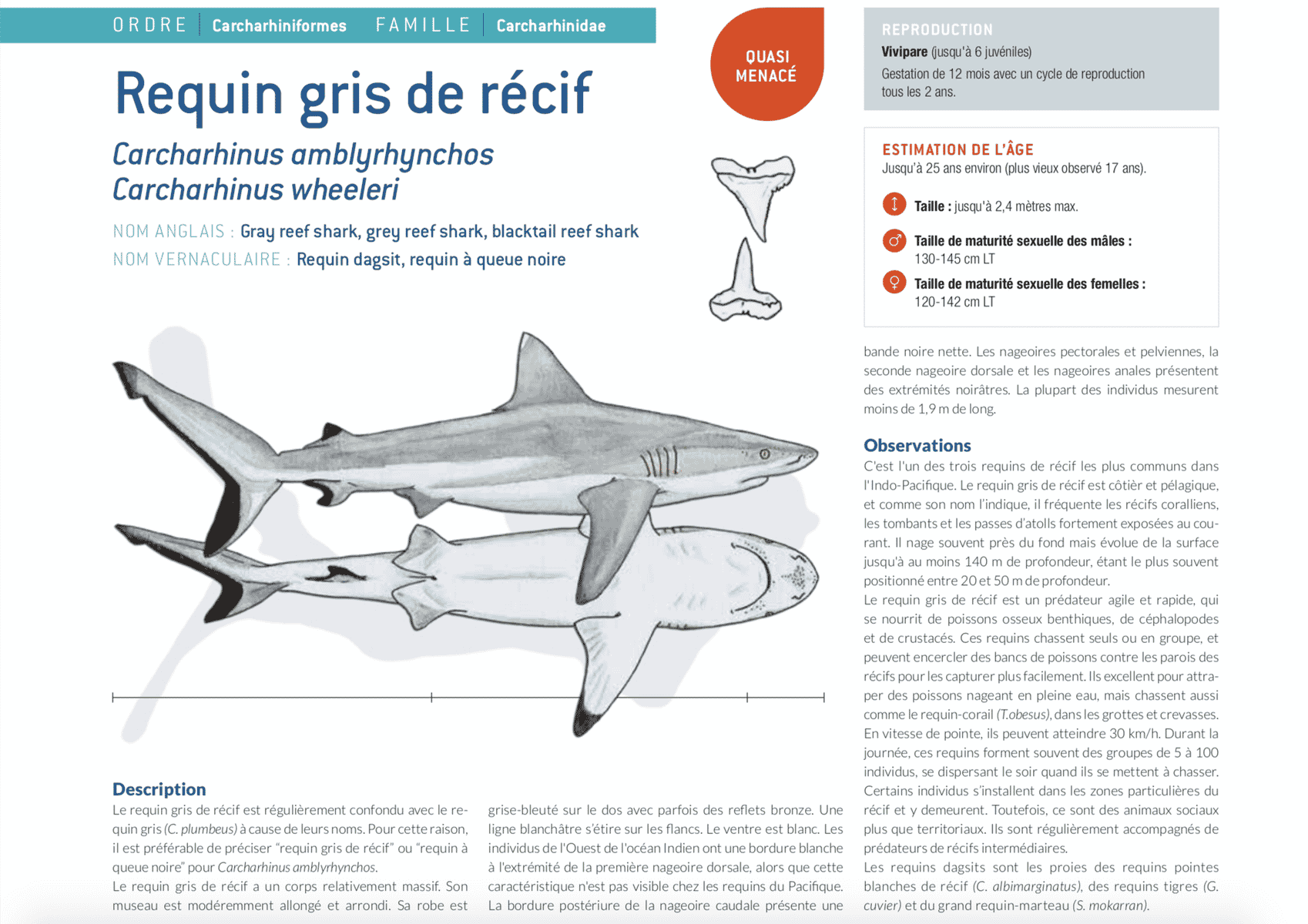 fiche requin gris grey shark