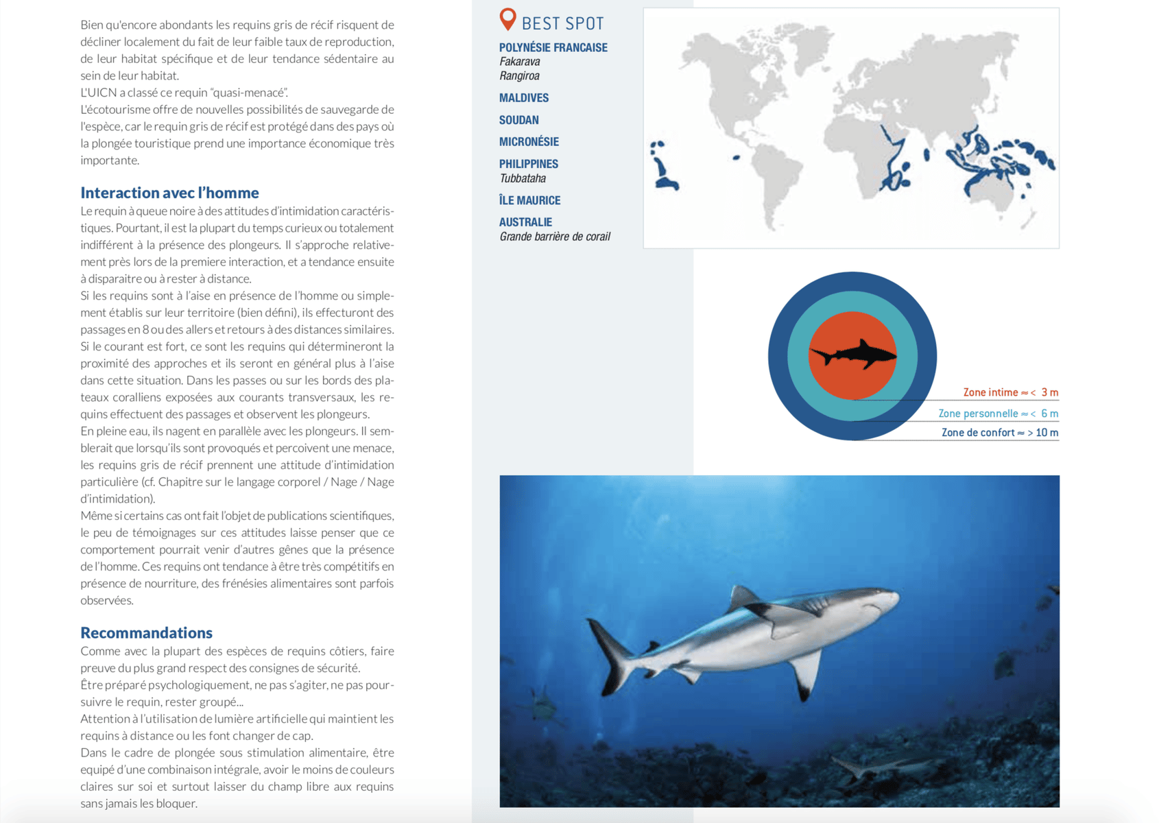 fiche requin gris best spot