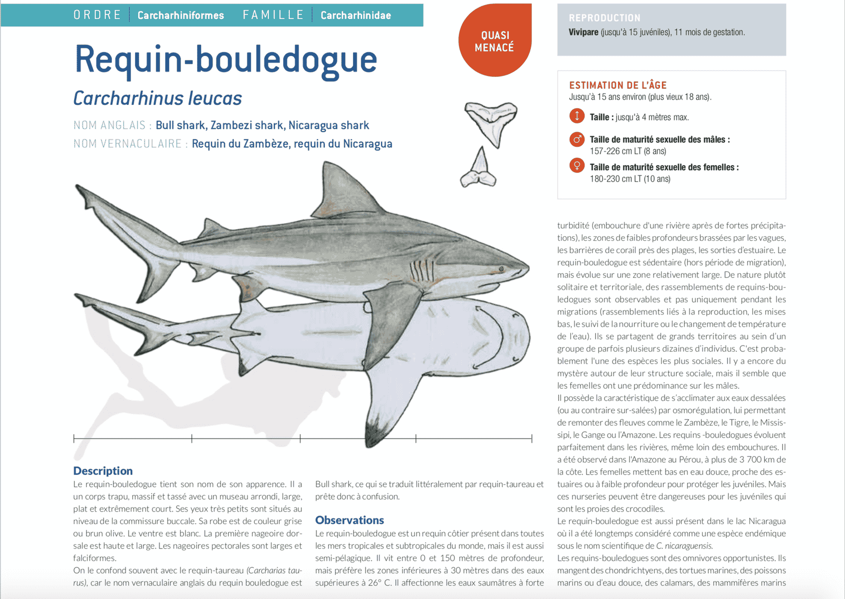 fiche requin bouledogue carcharhinus leucas