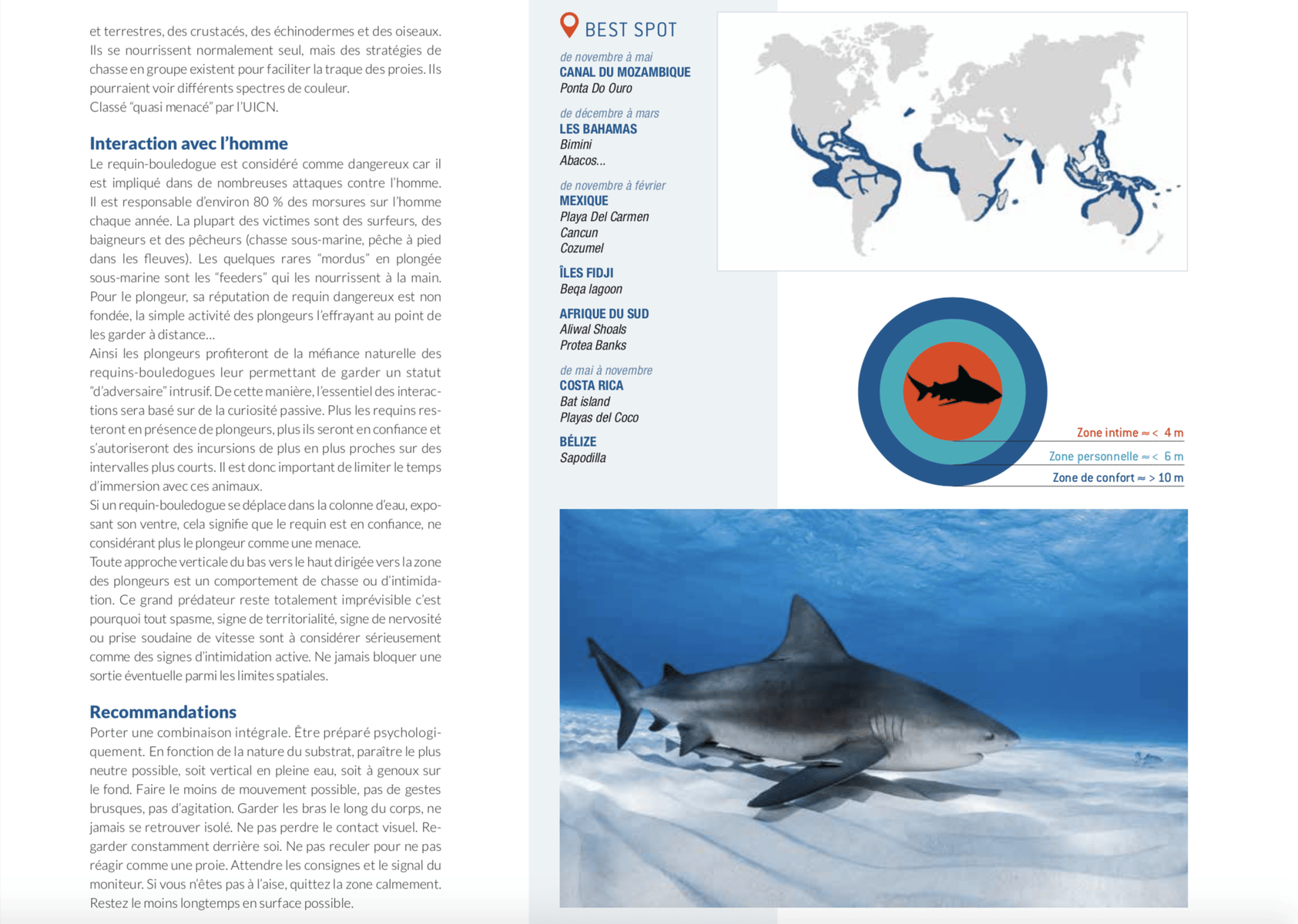 fiche requin bouledogue best spot