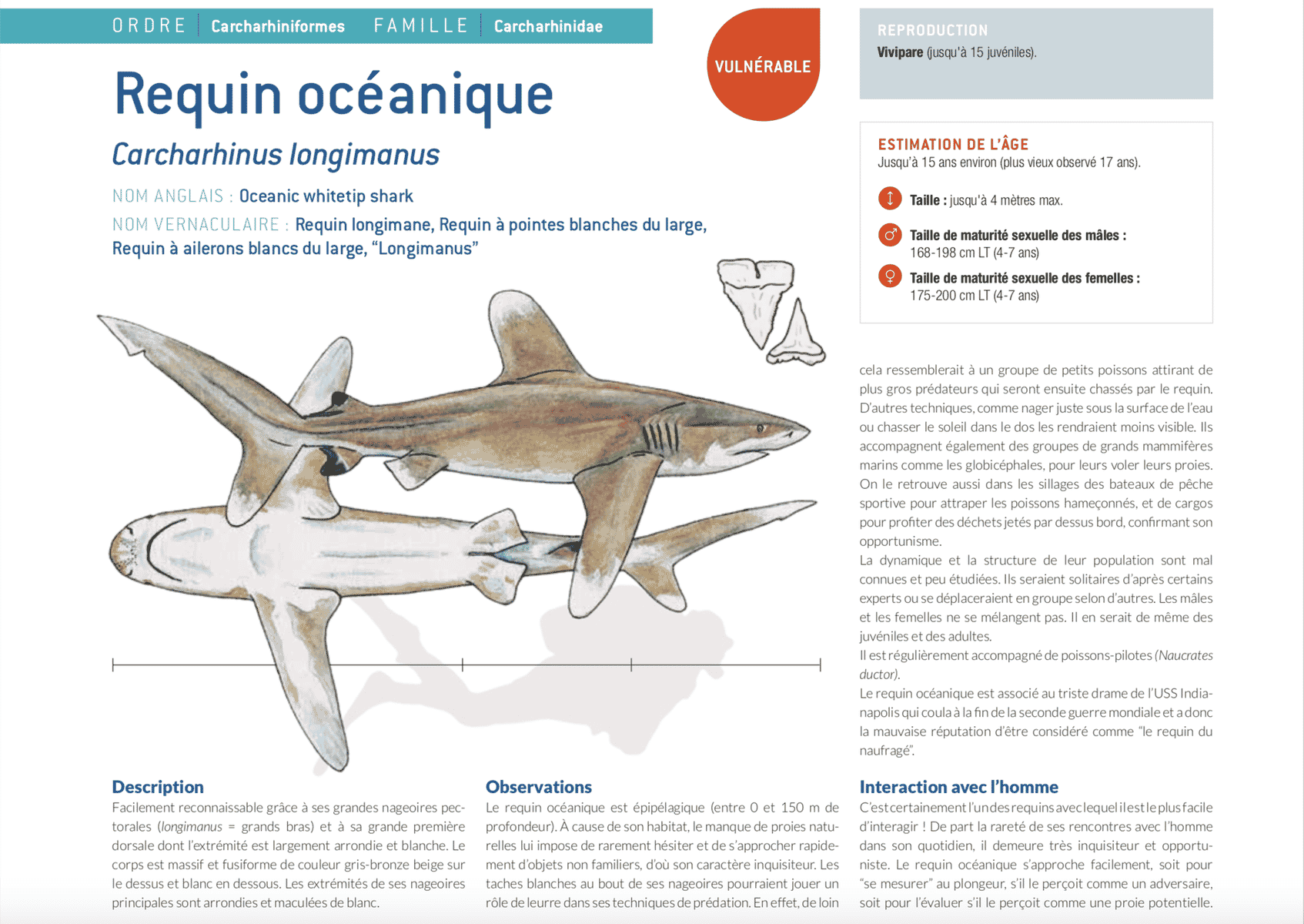 fiche requin océanique longimanus