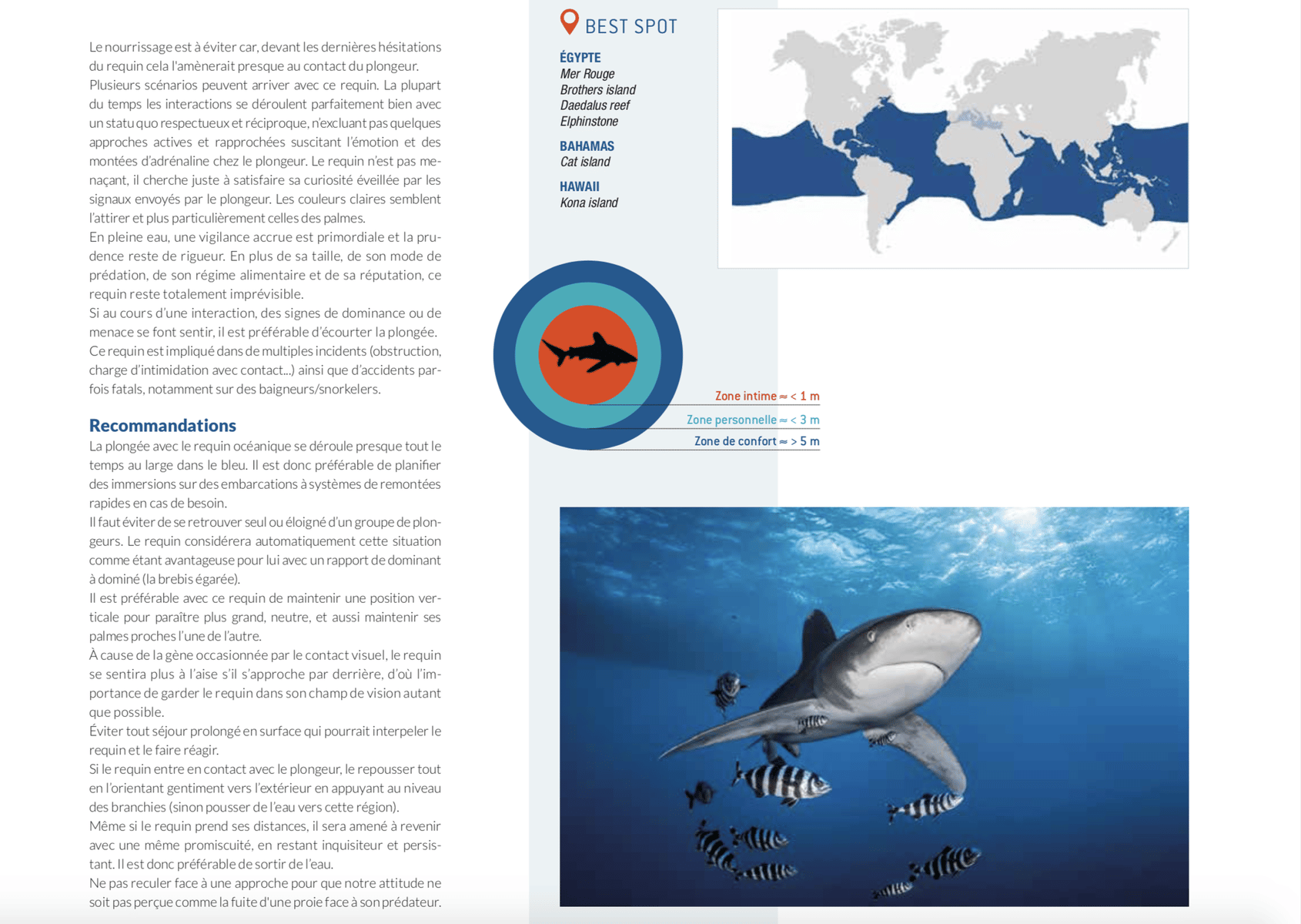 requin océanique best spot