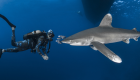 bio longimanus shark requin
