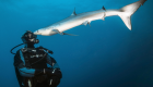 bio petit requin shark