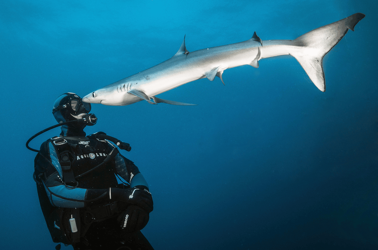 bio petit requin shark