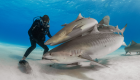 bio tiger sharks requins tigres