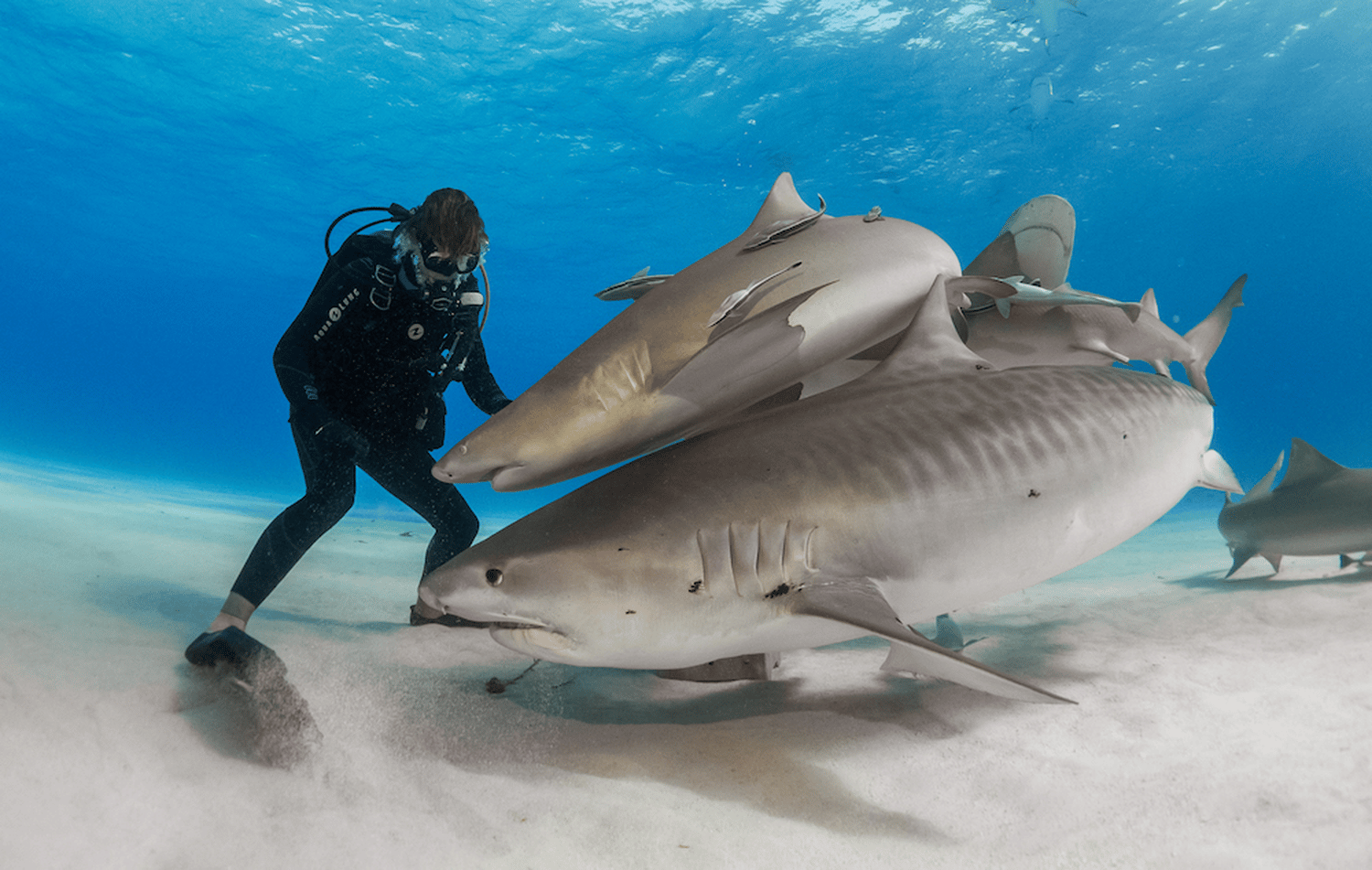 bio tiger sharks requins tigres
