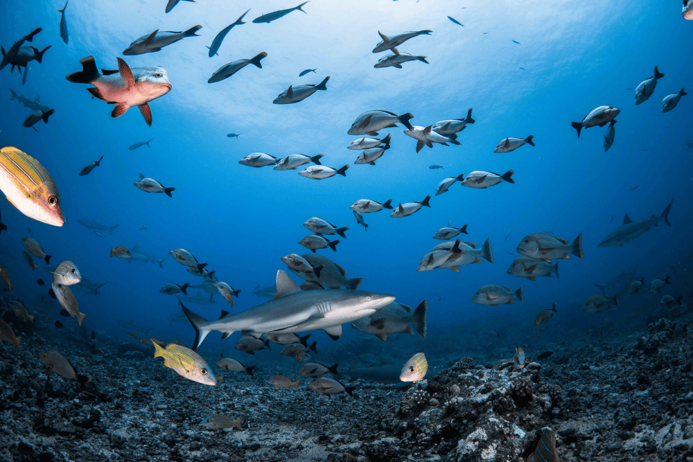 requin corail panorama