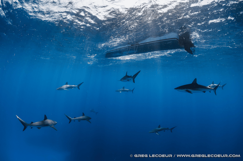 bateau banc requins plongée