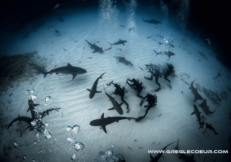 panorama requins plongeurs