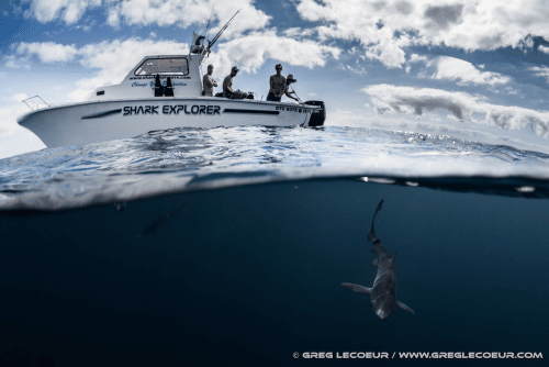 shark explorer boat