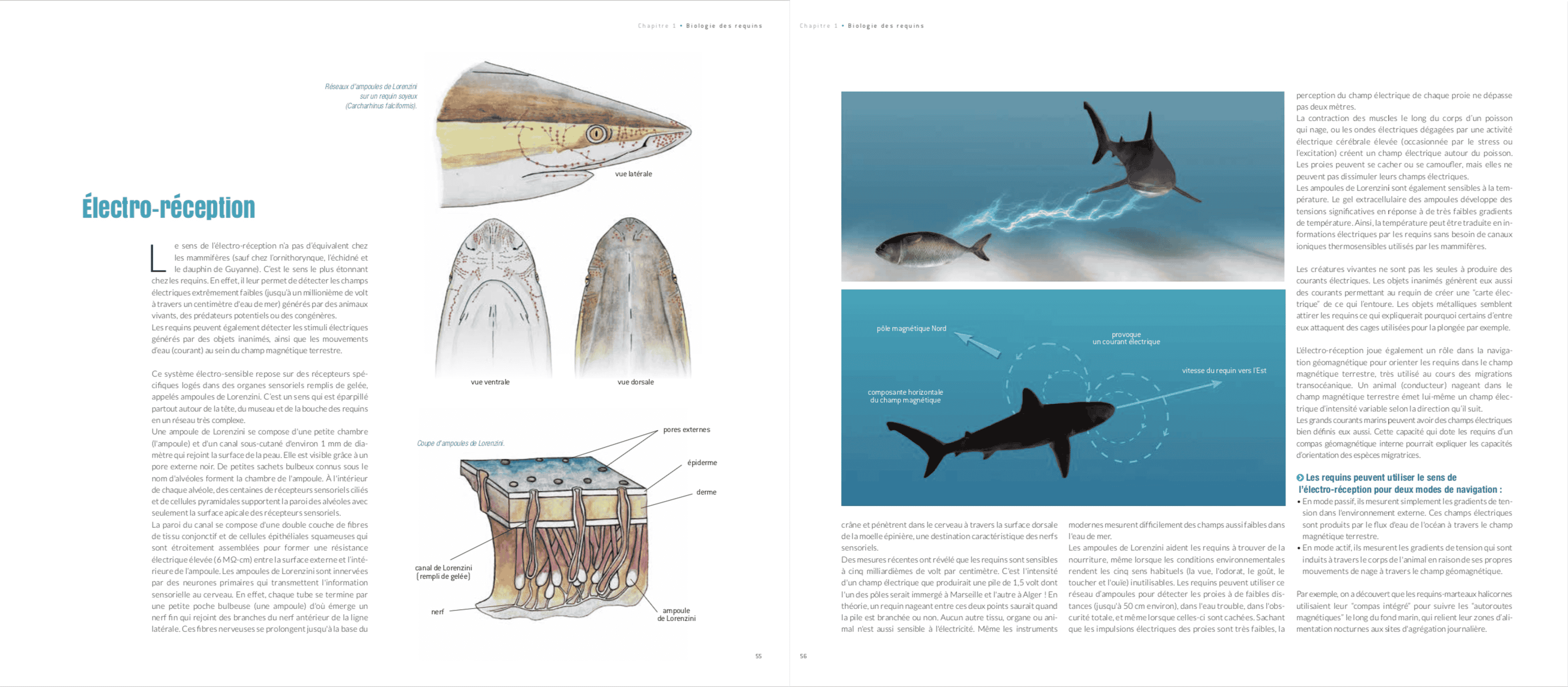 boutique livre requin steven surina