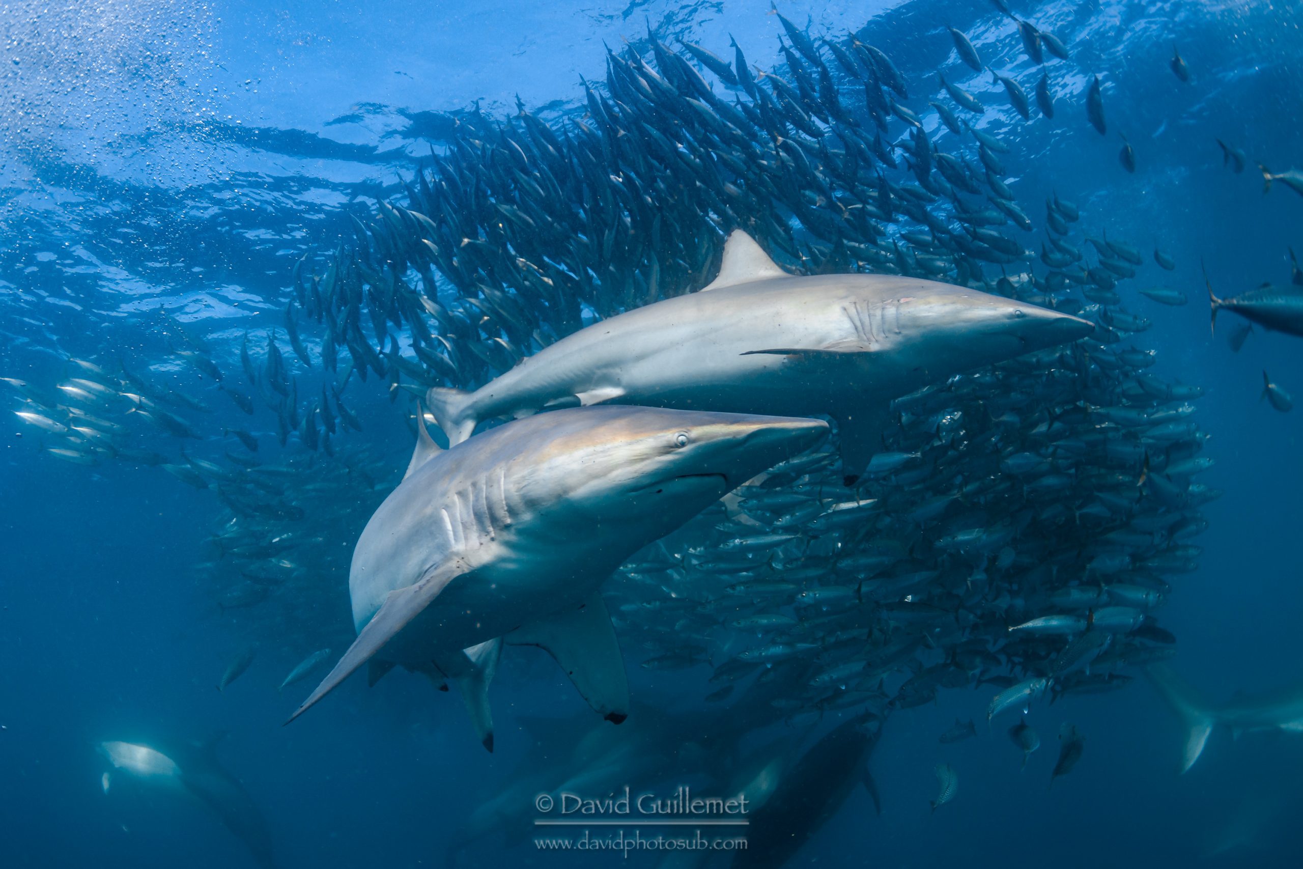 LE SARDINE RUN 2024 Shark Education