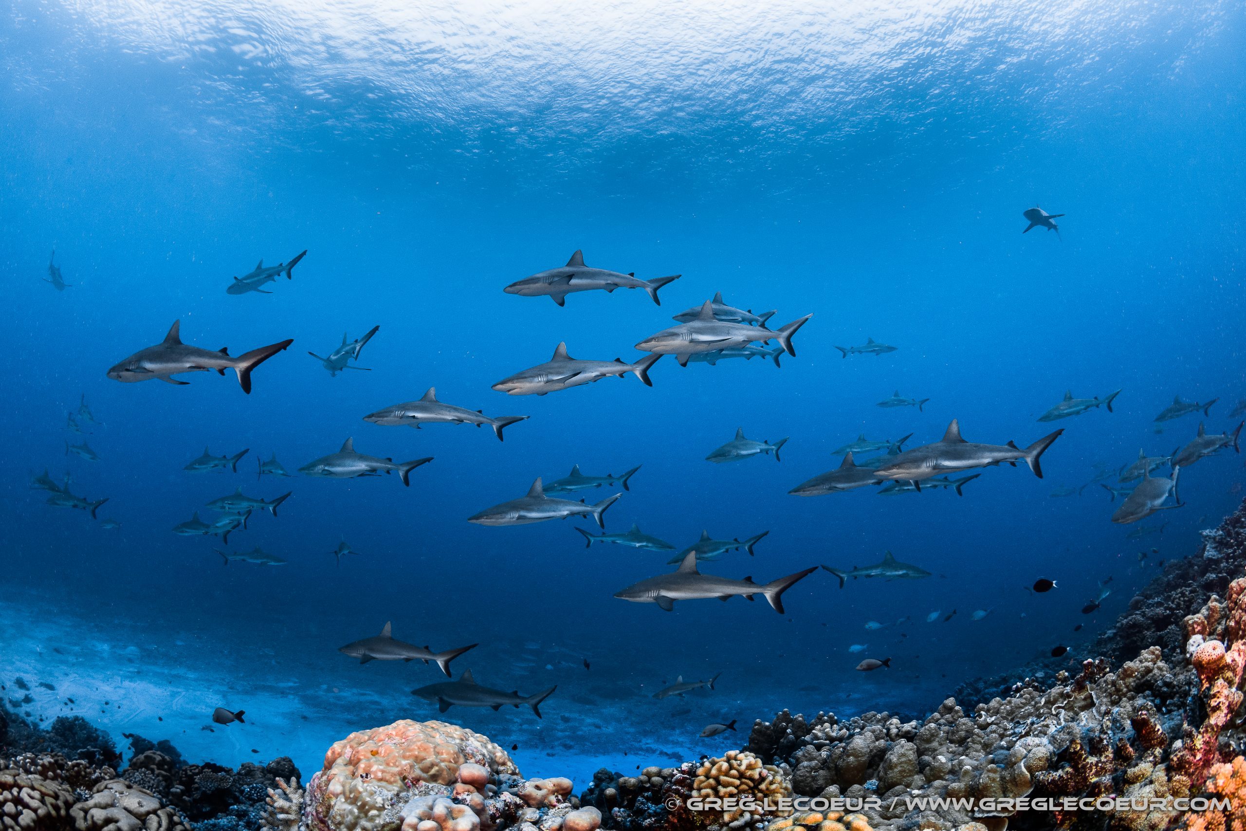 Polynésie française 2025 (1) Shark Education