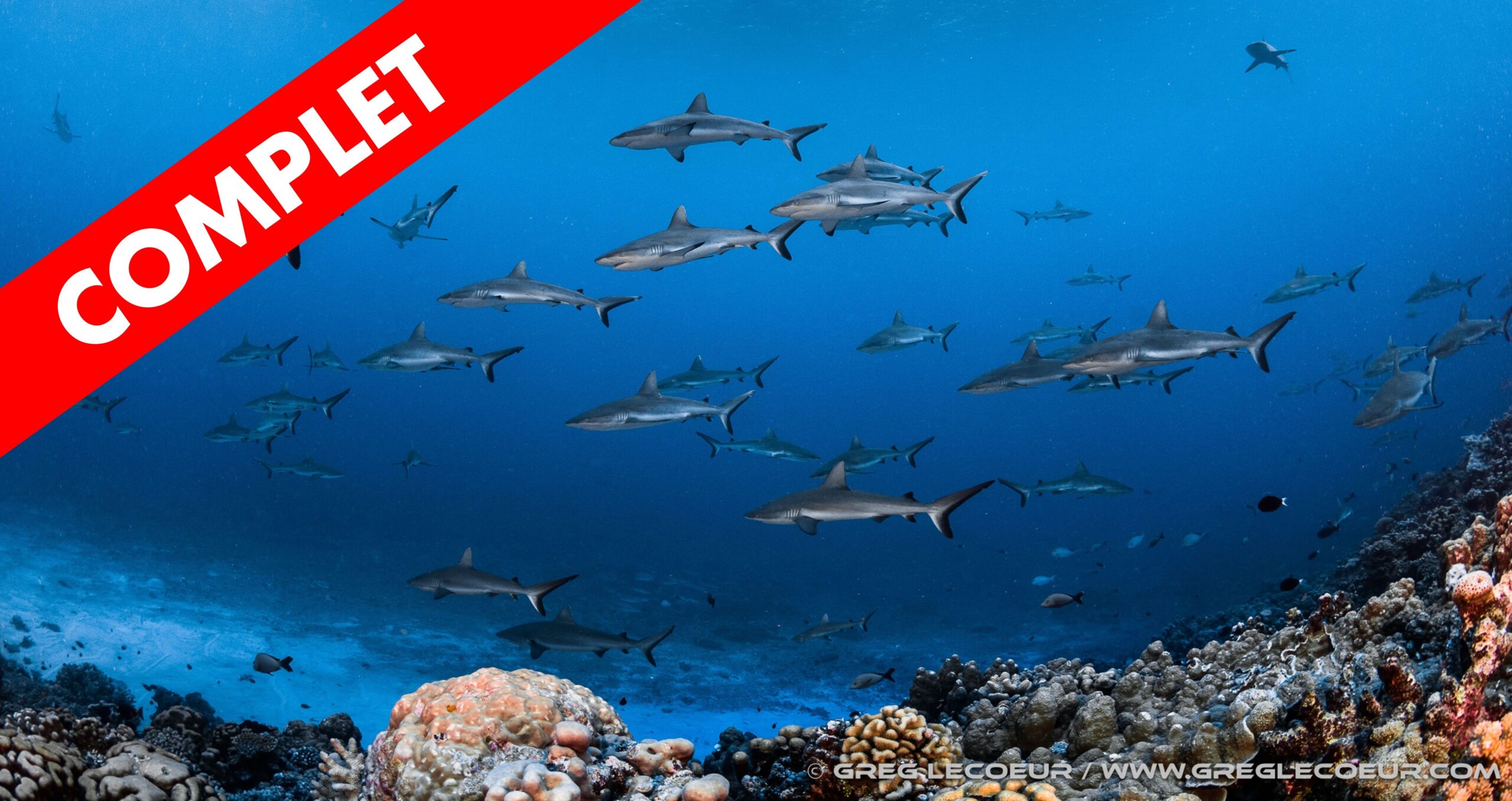 Polynésie Française Shark Education