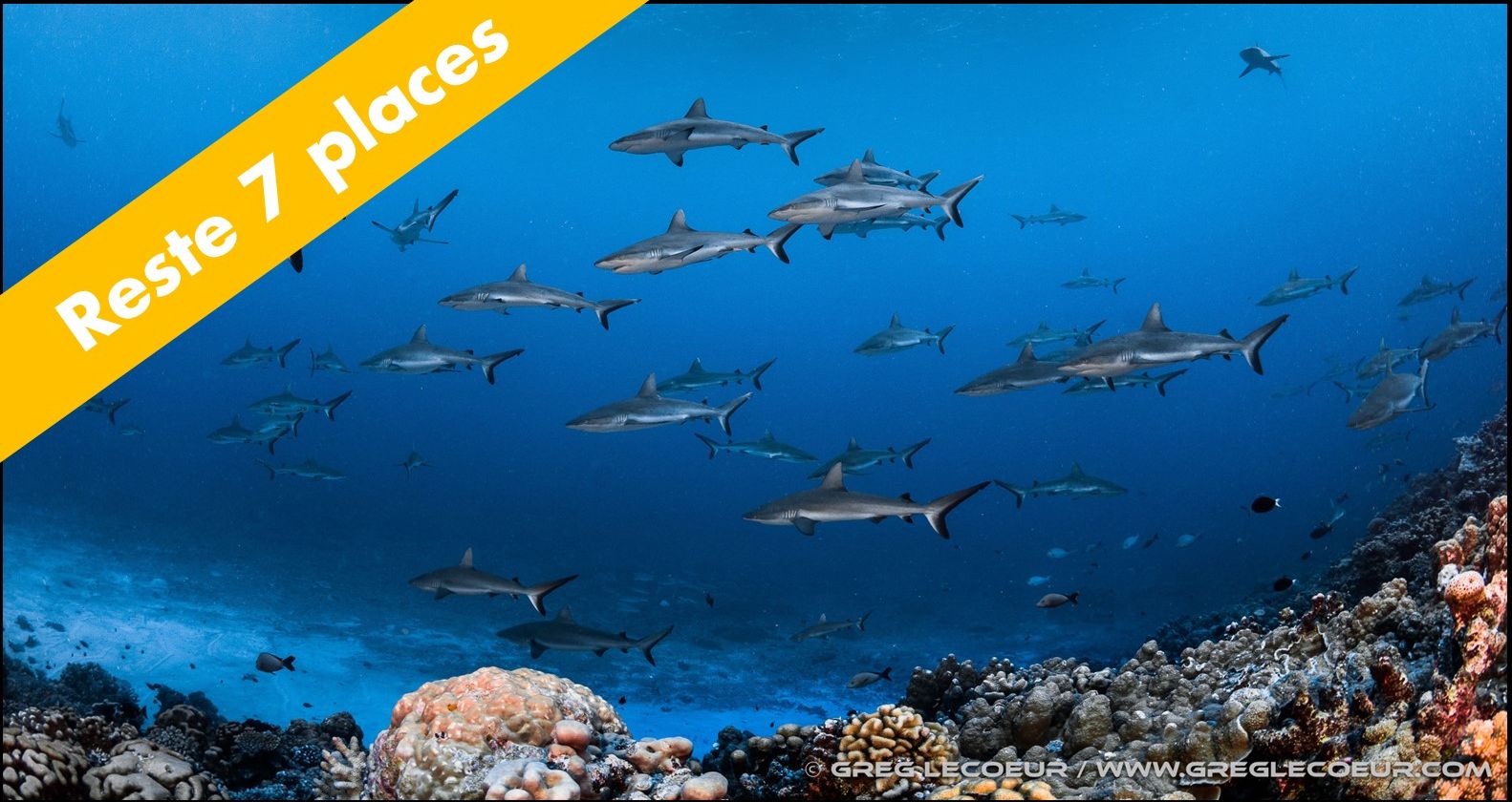 Polynésie Française Shark Education